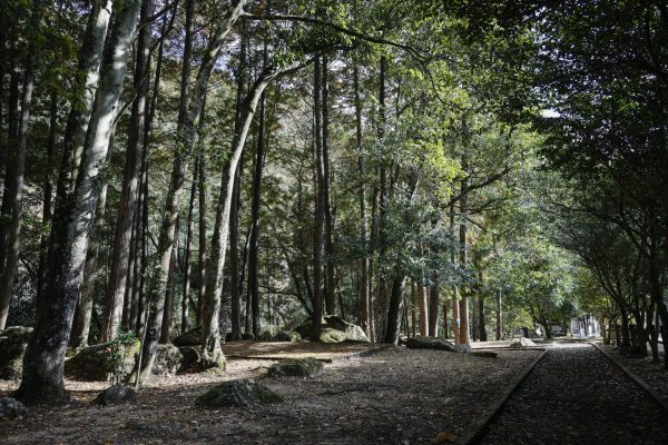 深山峡公園 三本松キャンプ場