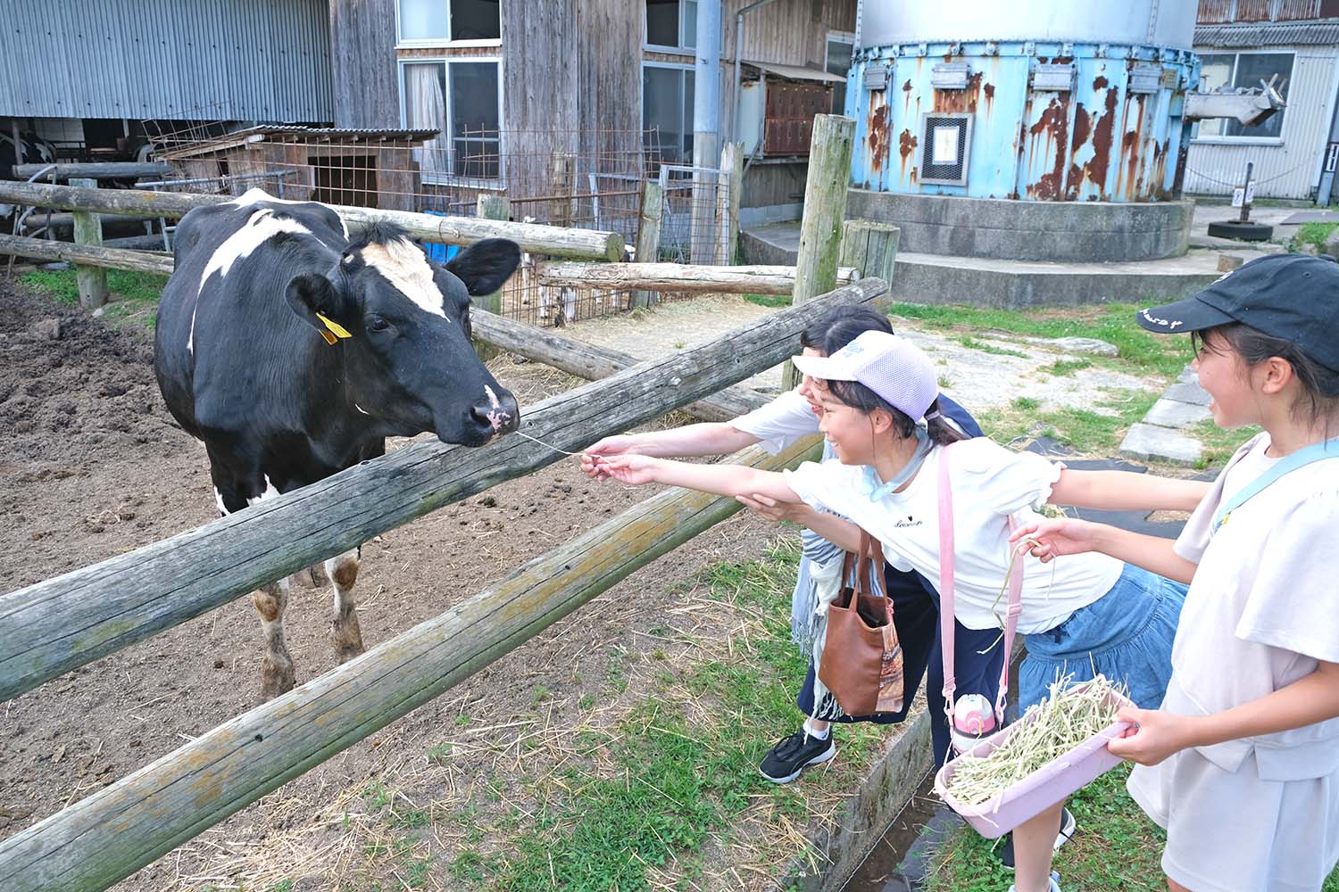 仔牛の哺乳体験・ふりふりバターづくり体験・もぐもぐ体験