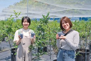 ブルーベリー狩り&スイーツを満喫｜とよさかブルーベリーガーデン