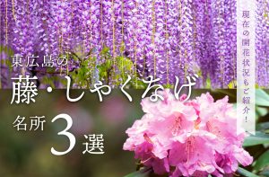 東広島の「藤」「しゃくなげ」名所３選｜開花状況もご紹介！
